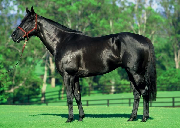 black thoroughbred racehorse. Black thoroughbreds are quite